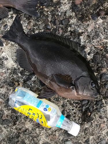 クチブトグレの釣果