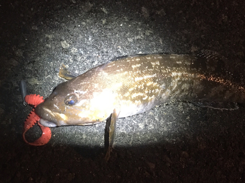 アブラコの釣果