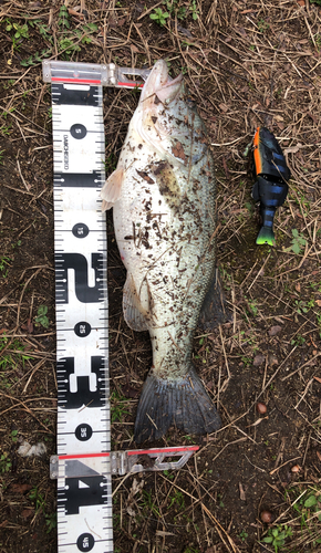 ブラックバスの釣果