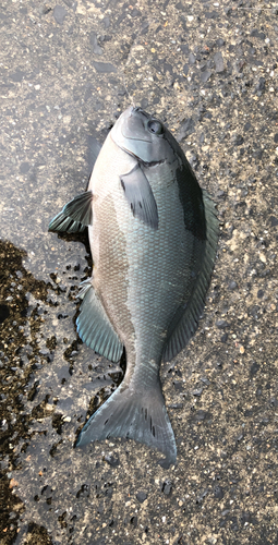 クロメジナの釣果