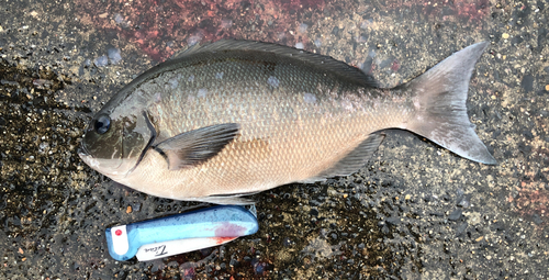 クロメジナの釣果