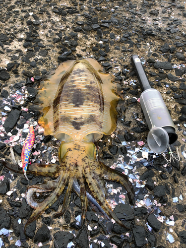 アオリイカの釣果