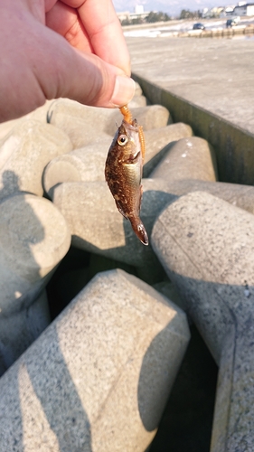 ウスメバルの釣果