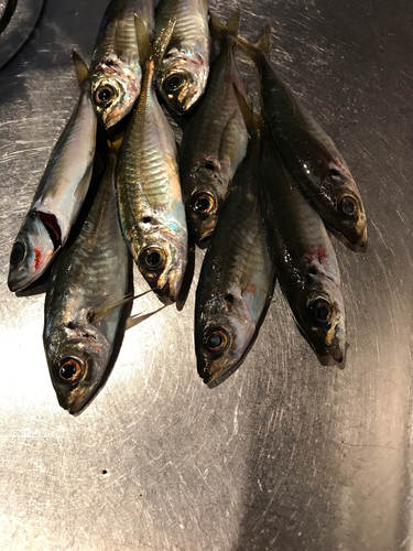 アジの釣果