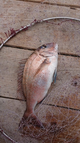 マダイの釣果