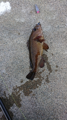 エゾメバルの釣果