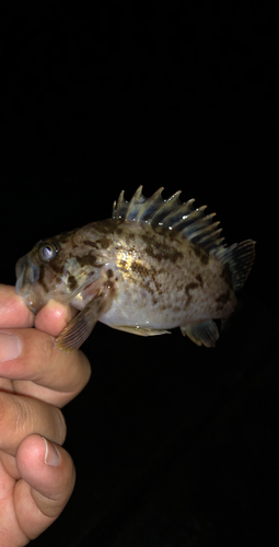 タケノコメバルの釣果