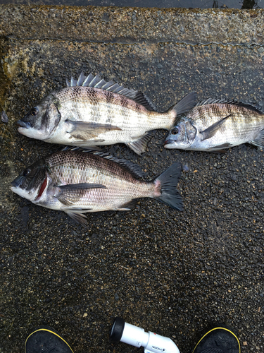 チヌの釣果