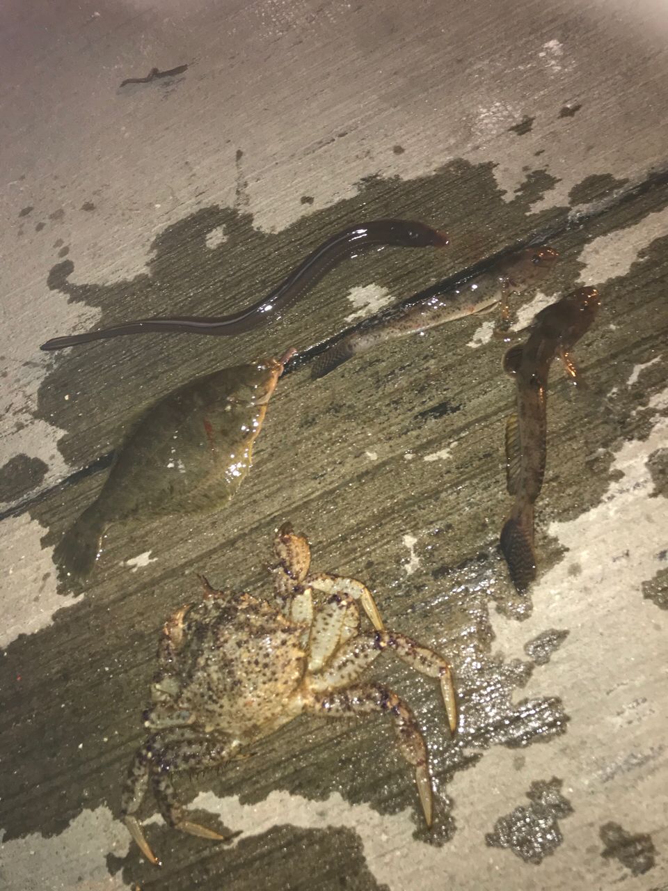 アナゴ
