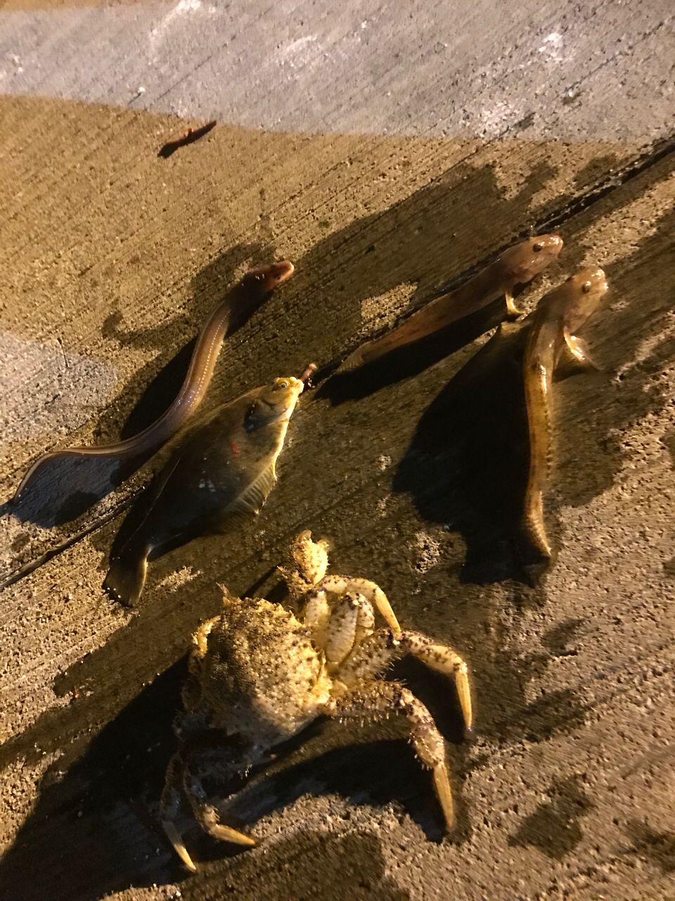 アナゴ