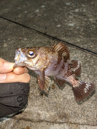 クロメバルの釣果