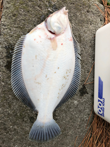 カレイの釣果