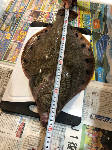 ホシガレイの釣果