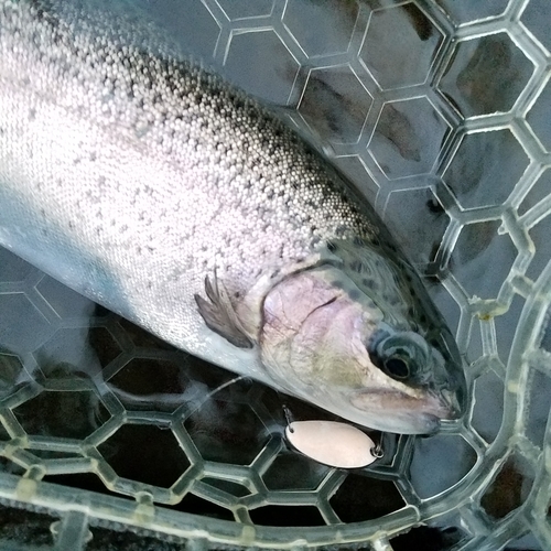 ニジマスの釣果