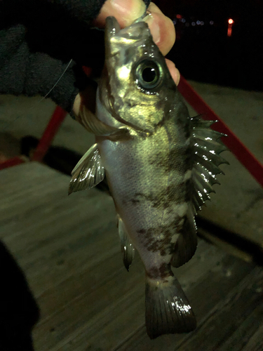 メバルの釣果