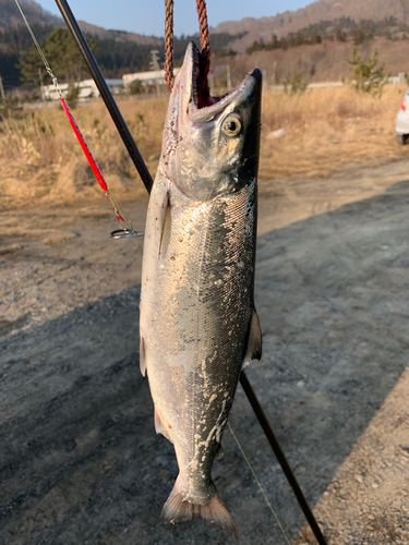 サクラマスの釣果