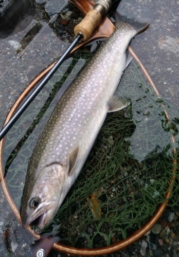 ニッコウイワナの釣果