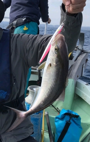 カンパチの釣果