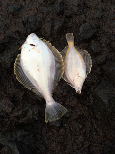 カレイの釣果