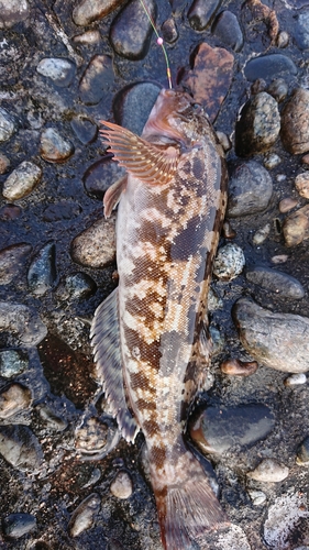 アイナメの釣果