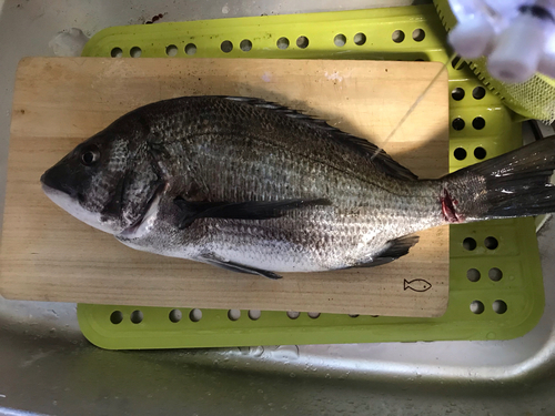 クロダイの釣果