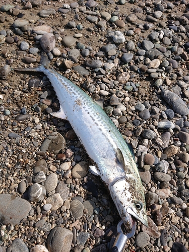 サゴシの釣果