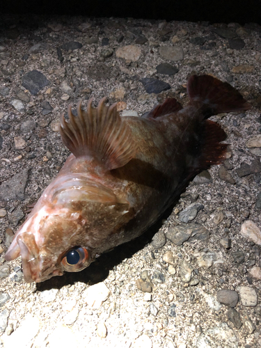 カサゴの釣果