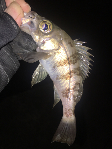 メバルの釣果