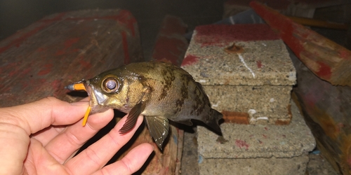 シロメバルの釣果