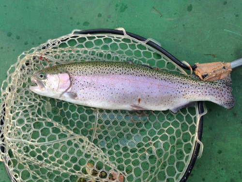 ニジマスの釣果