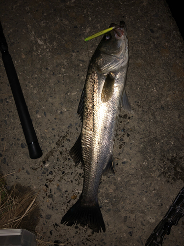 シーバスの釣果