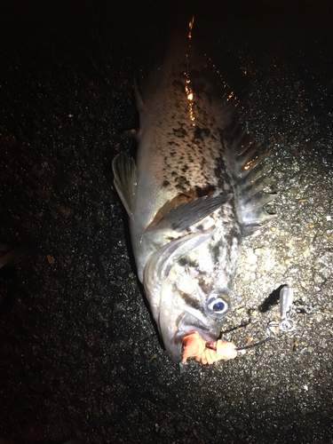 クロソイの釣果