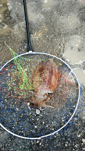 コウイカの釣果