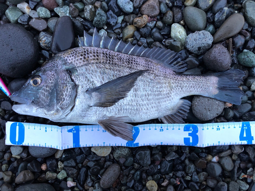 チヌの釣果