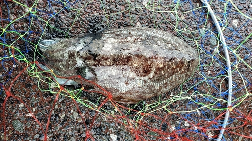 コウイカの釣果