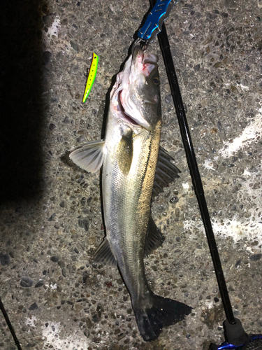 シーバスの釣果