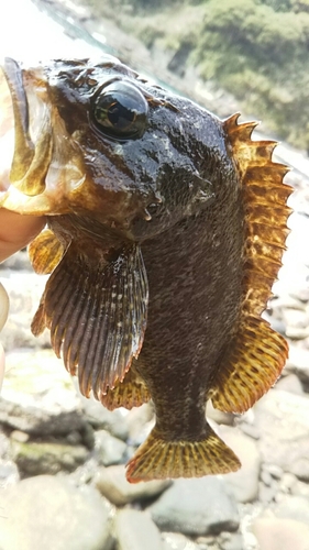 ムラソイの釣果