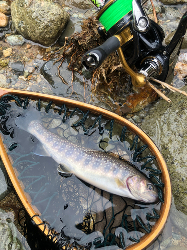 イワナの釣果