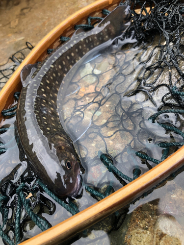 イワナの釣果