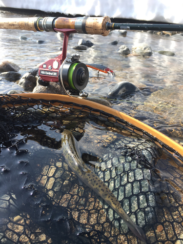 ヤマメの釣果