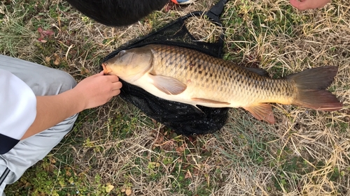 コイの釣果