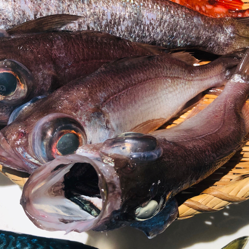 シロムツの釣果