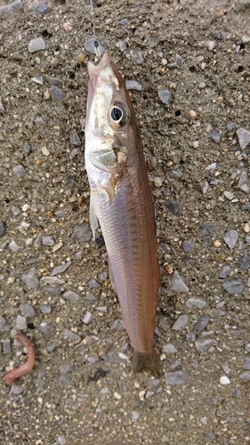 キスの釣果