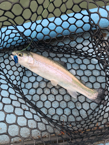 レインボートラウトの釣果