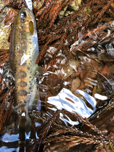 アマゴの釣果