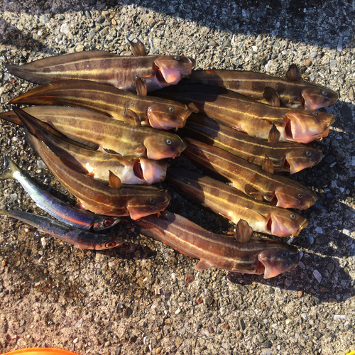 ゴンズイの釣果