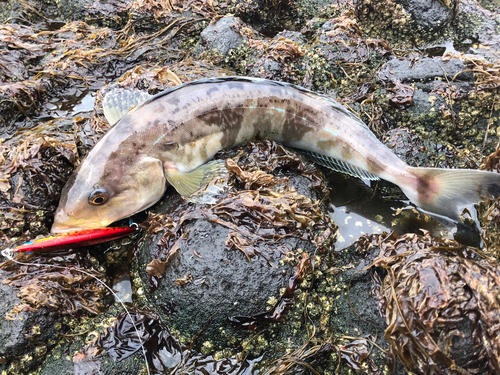 ホッケの釣果