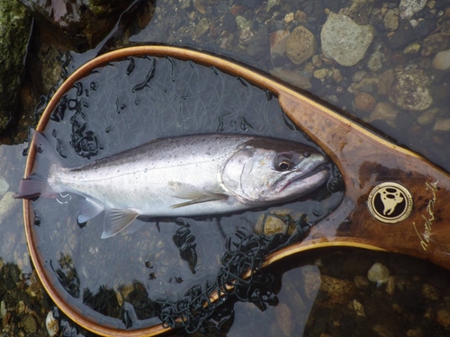 ヤマメの釣果