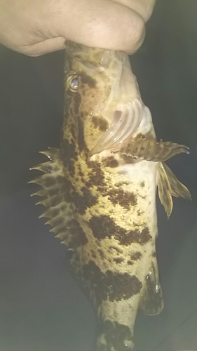 タケノコメバルの釣果