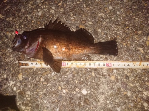 メバルの釣果